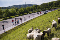 Schafe auf einer grünen Wiese neben einer Straße, auf der viele Läufer unterwegs sind.